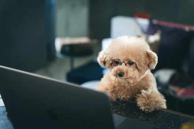 shopifyについてパソコンをみる犬