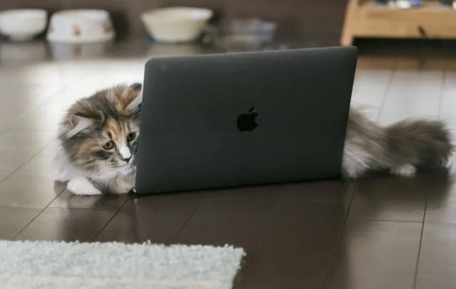 shopifyを見る猫の画像