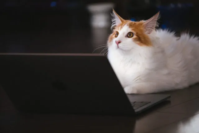 猫がshopifyについて調べている