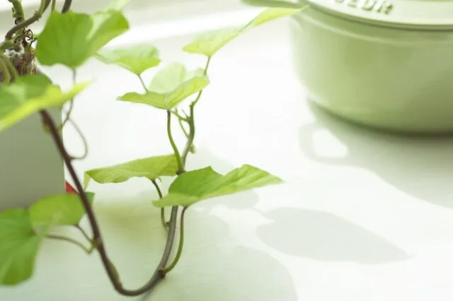 shopifyの観葉植物の画像