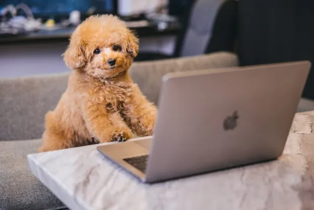 shopifyを見る犬の画像