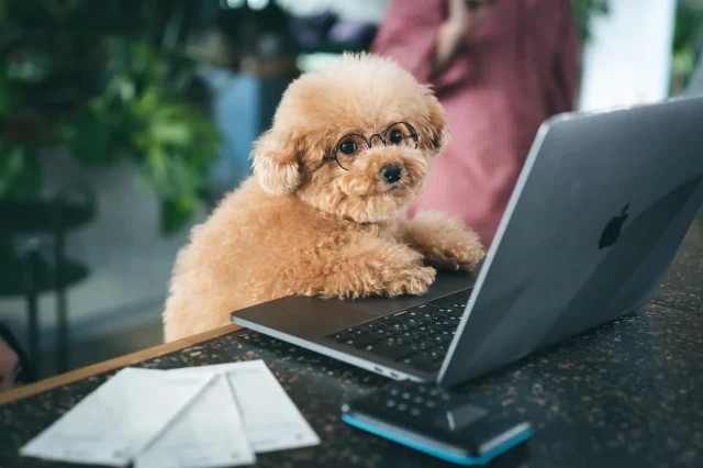 shopifyを見るパソコン