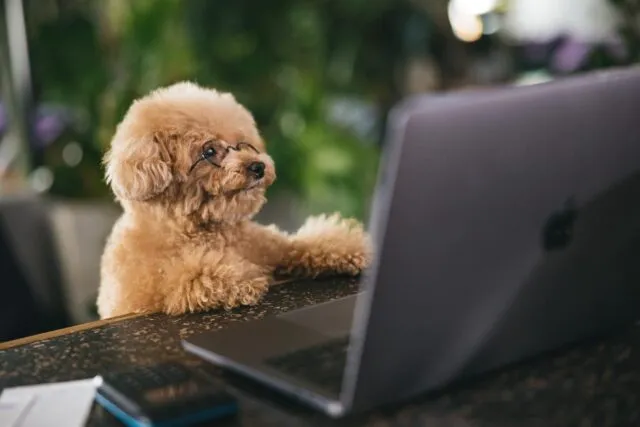 shop payについて調べる犬