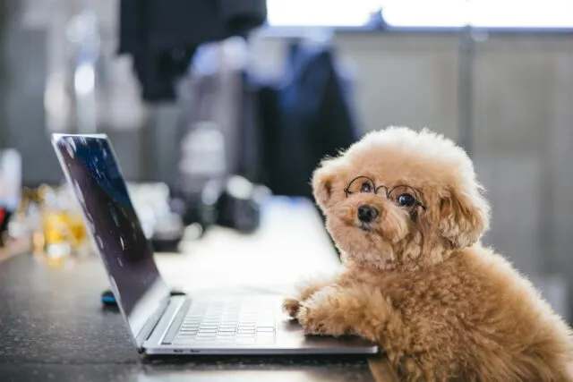 shopifyについて調べてる犬の画像