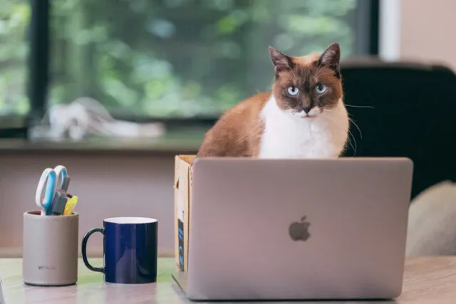 shopifyを見る猫