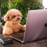 shopify　関連画像